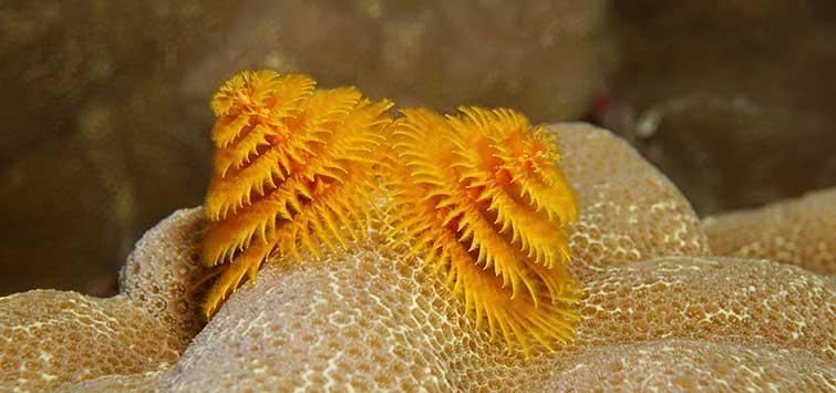 Christmas tree worm