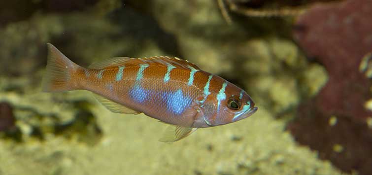 Starter store marine fish