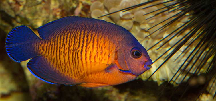 Starter hotsell marine fish