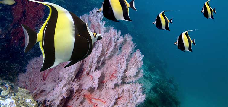 moorish idol care