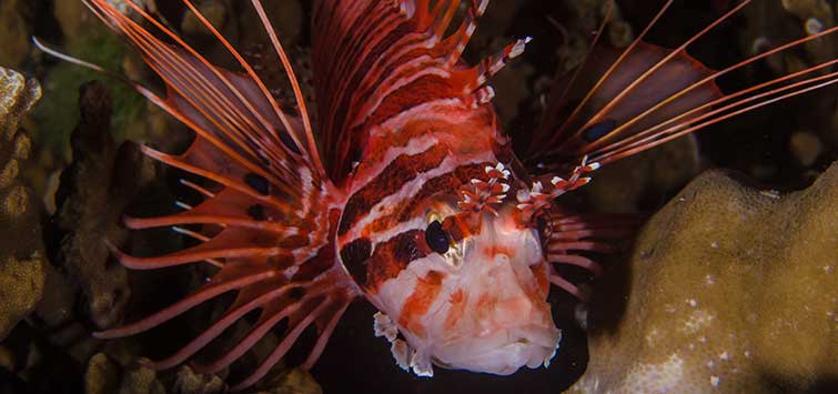 venomous fish