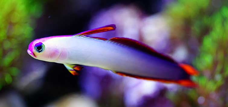 Pink & Purple Saltwater Fish  Tropical Fish Hobbyist Magazine