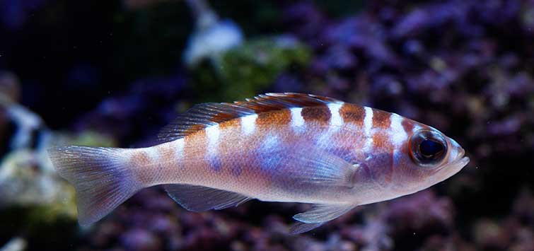 The Atlantic Chalk Bass Serranus tortugarum Tropical Fish Hobbyist Magazine