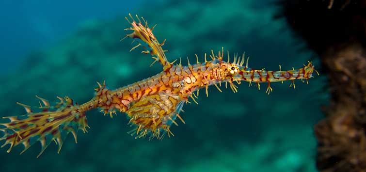 harlequin ghost pipefish