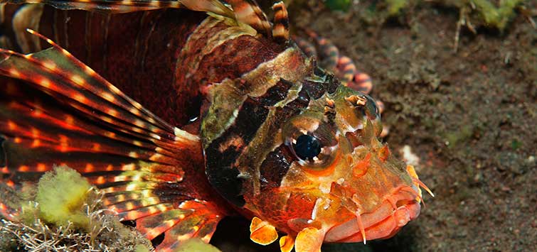 hawaiian lionfish