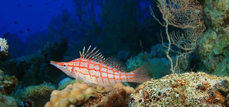 rare aquarium fish
