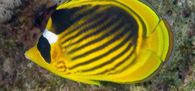 raccoon butterflyfish