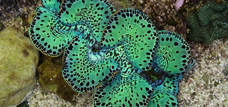 giant clam facts