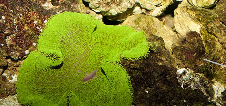 carpet anemone care