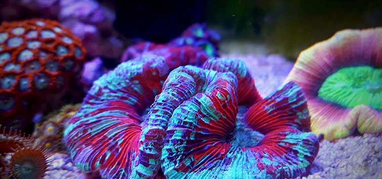 wellsophyllia coral