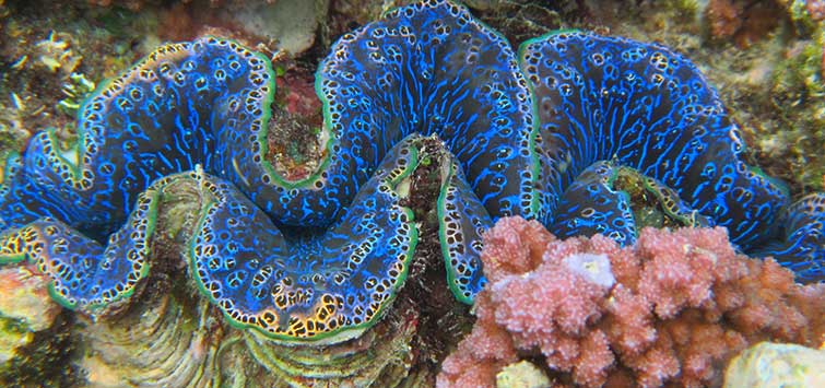 Why Do Tridacnid Clams Look the Way They Look TFH Magazine