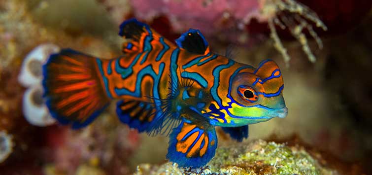 Fish Won t Eat Try This Tropical Fish Hobbyist Magazine