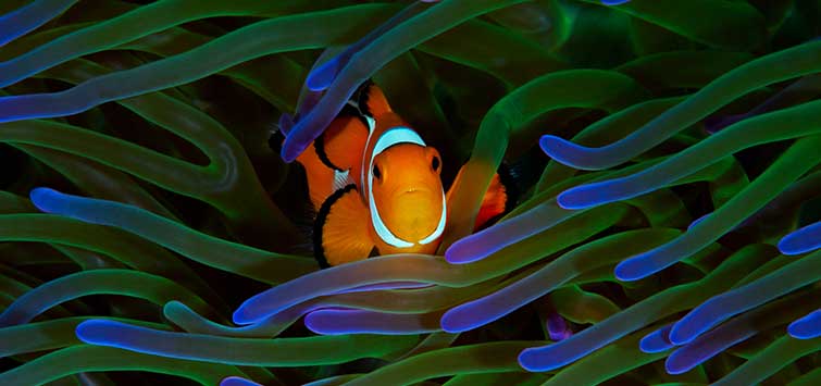 So Happy Together! Aquarium Mutualistic Symbiosis | TFH Magazine