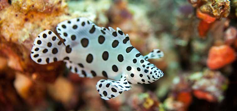 Harlequin tropical store fish