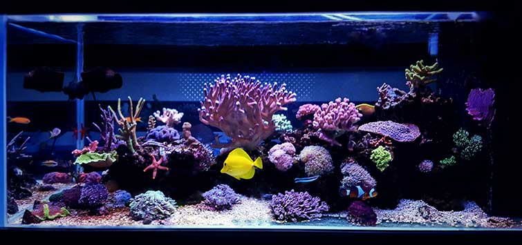 My DIY Aquarium Experience Tropical Fish Hobbyist Magazine