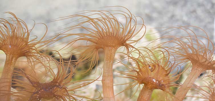 Aiptasia Removal Techniques | Tropical Fish Hobbyist Magazine