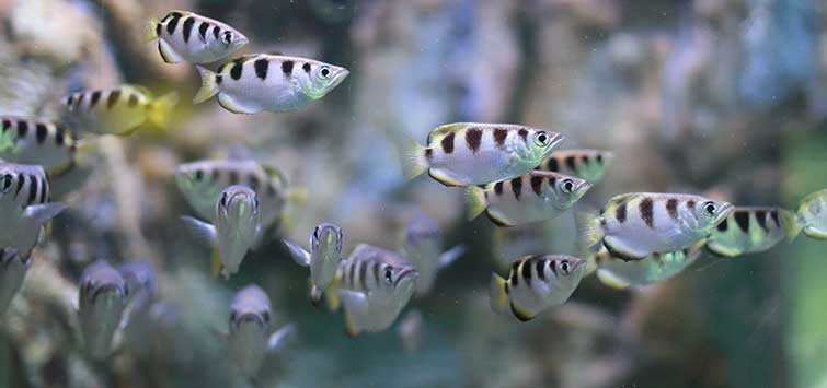 fish in the philippines