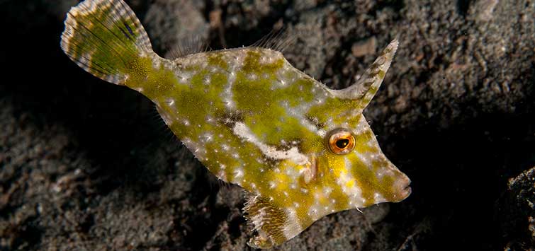 Those Fabulous Filefish! | Tropical Fish Hobbyist Magazine
