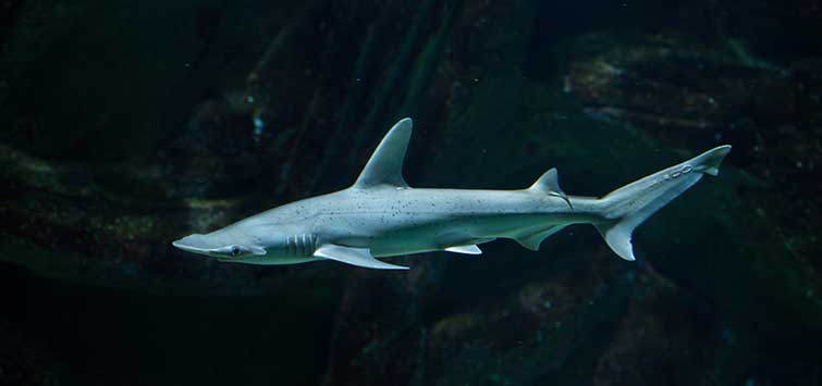 bonnethead shark facts