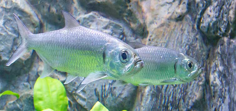 indo pacific tarpon