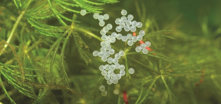cory-eggs