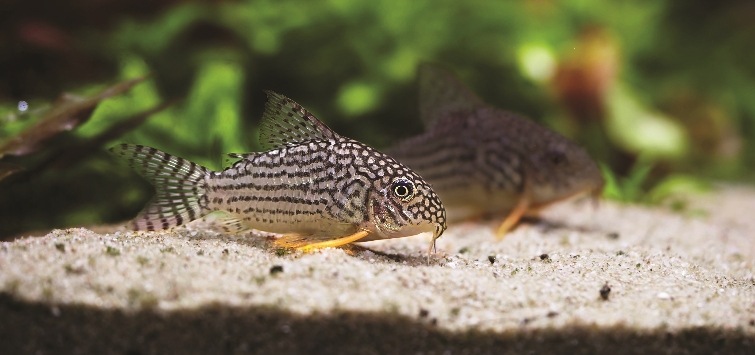 A How To Guide for Breeding Corydoras Catfish TFH Magazine