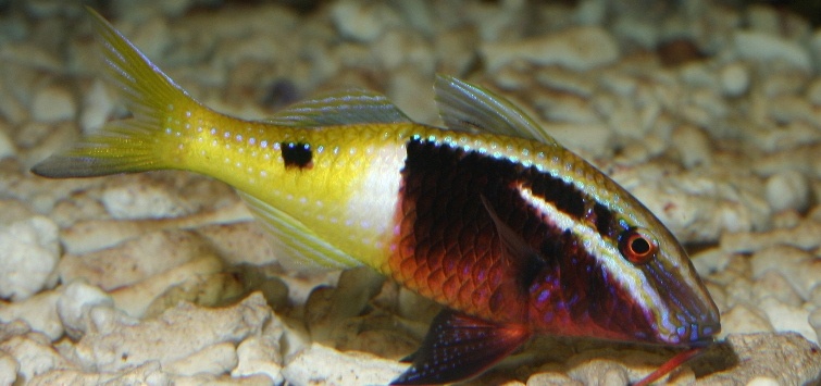 bicolor goatfish
