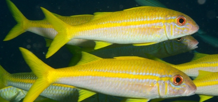 goldstripe goatfish school
