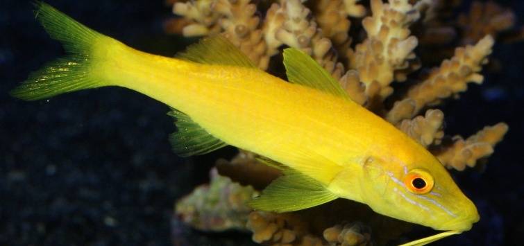 yellow goatfish