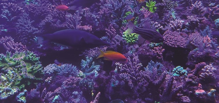 acropora-reef-tank