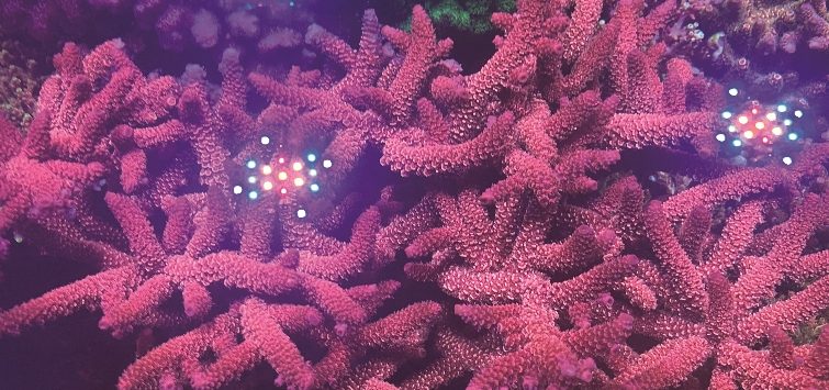 red-acropora-coral