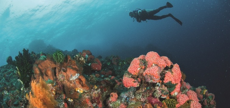 coral reef diver ambon
