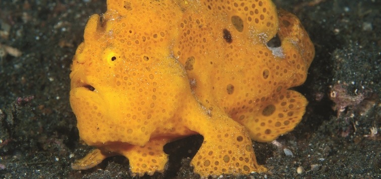 painted frogfish