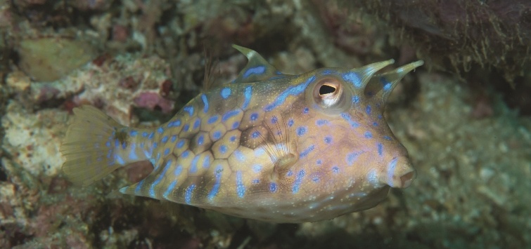 thornback cowfish