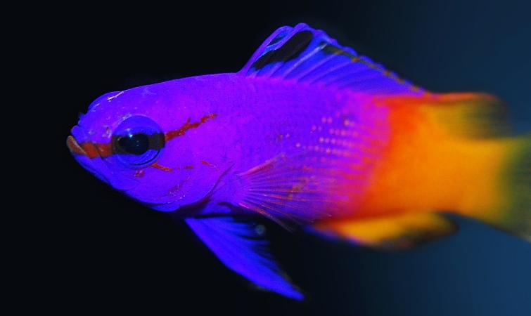 Beyond Damsels: Best Saltwater Fish for Beginners | TFH Magazine