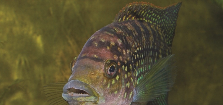 jack-dempsey-cichlid