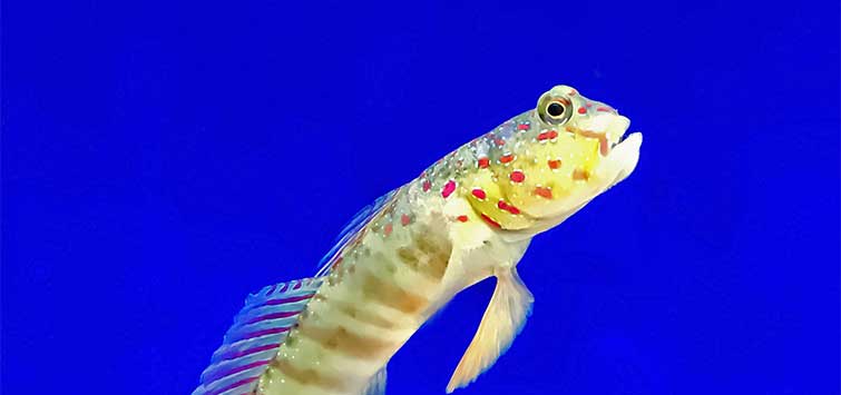 cryptocentrus-leptocephalus