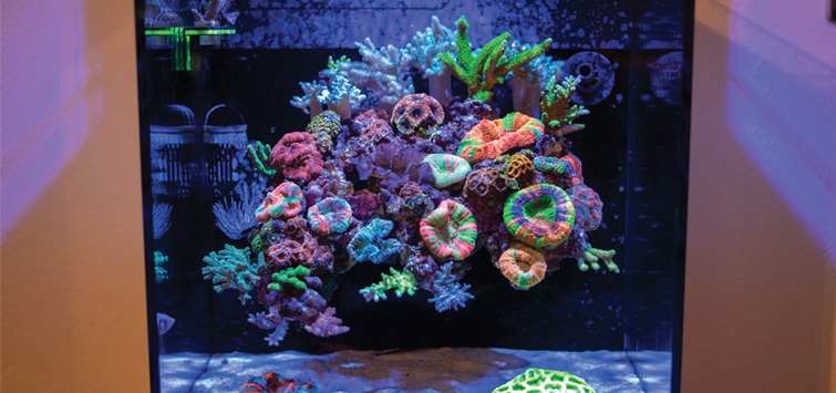 How to Build a Reef Aquascape | Tropical Hobbyist