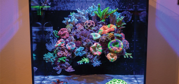 floating reef aquascape 