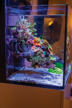 floating-reef-tank-side