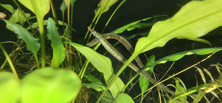 SEO pipefish 1 (1)