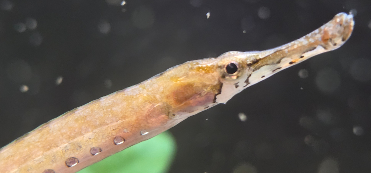 SEO pipefish 2 (1)