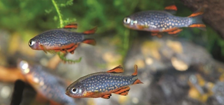 celestial pearl danio