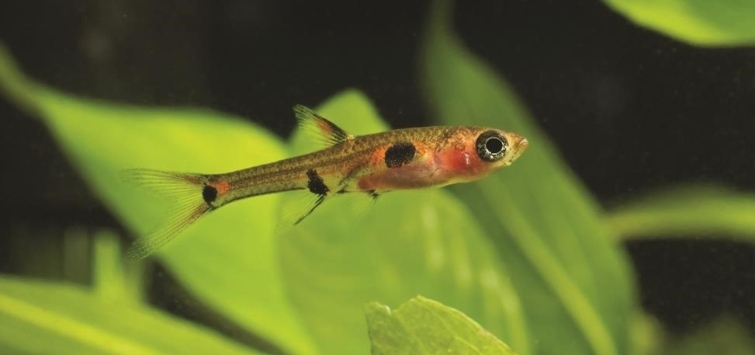 Small Live Fish Caught From A Lake Against A River Fish Hanging On