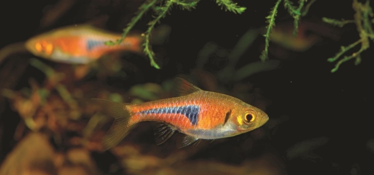 lamb chop rasbora