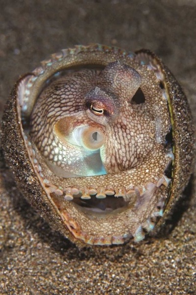 coconut-octopus-in-shell
