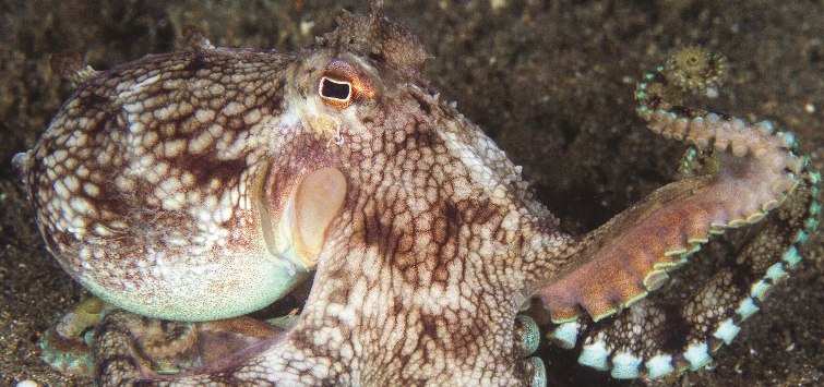 coconut octopus