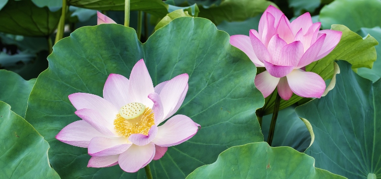 sacred-lotus