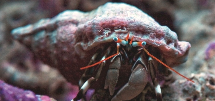blue-knuckle-hermit-crab