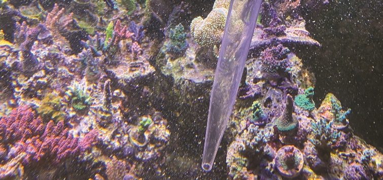 reef-tank-turkey-baster